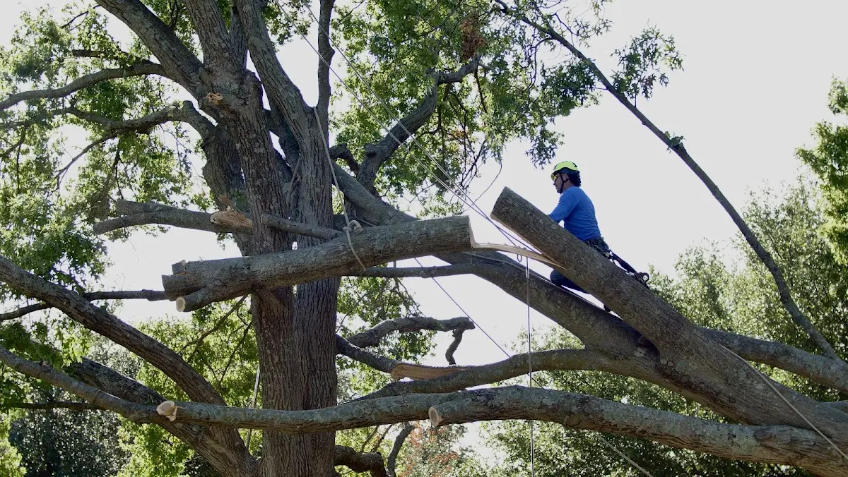 Professional Hazardous Tree Removal performed by certified arborists in Oley