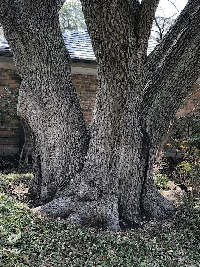 Mature heritage tree close to a Oley property cared for by certified arborists